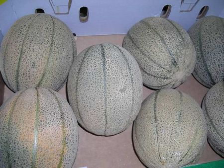 16rockmelons.JPG