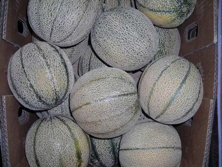 18rockmelons.JPG