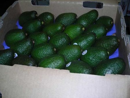 20avacados.JPG