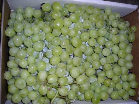 21grapesgreen.JPG