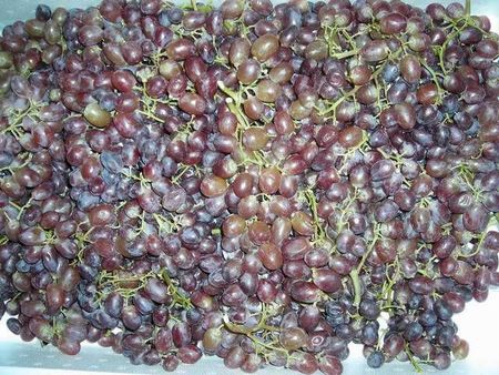22grapesred.JPG