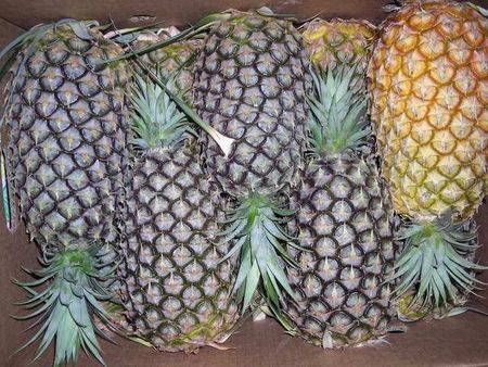 27pineapples.JPG