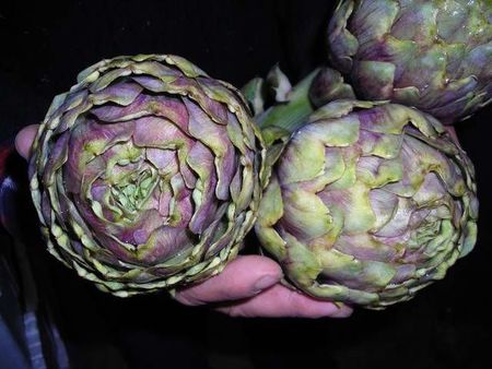 31artichokes.JPG