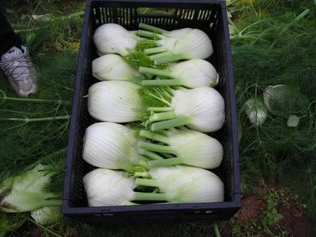 36fennel.JPG