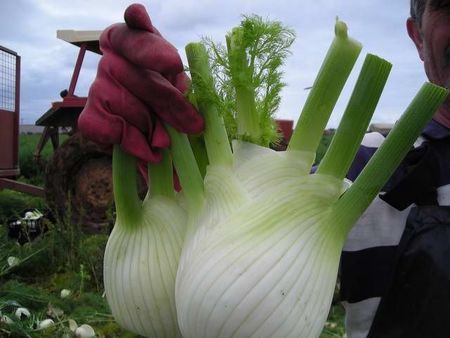 37fennel.JPG