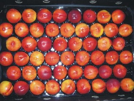 3nectarines.jpg