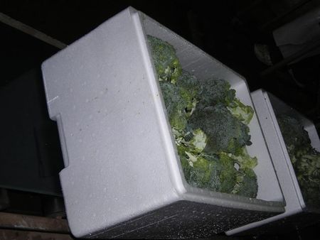 55Broccolionsorting.jpg