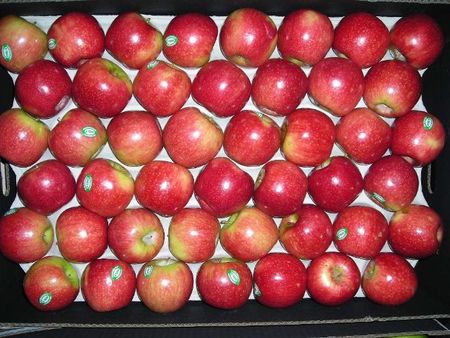 5Applespinklady.jpg